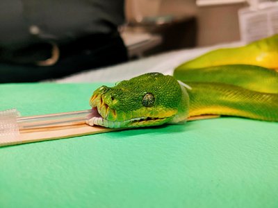 A green tree python with a tube down its throat and its mouth held open with a wooden tool